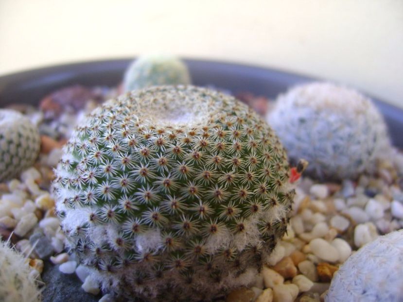 Mammillaria tlalocii - Cactusi 2017 bis bis