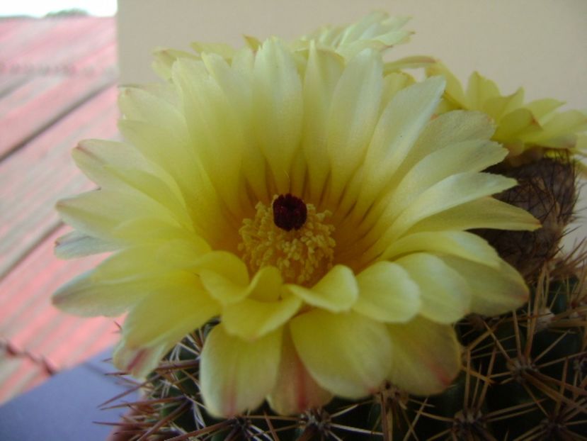 Notocactus bommeljei (Parodia tabularis v. bommeljei) - Cactusi 2017 bis bis