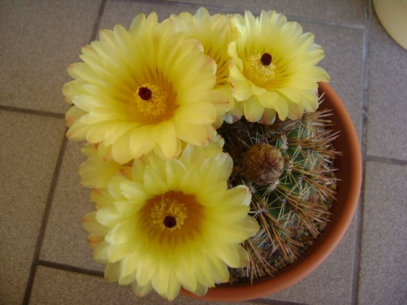 Notocactus bommeljei (Parodia tabularis v. bommeljei) - Cactusi 2017 bis bis