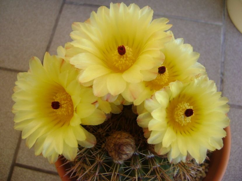 Notocactus bommeljei (Parodia tabularis v. bommeljei) - Cactusi 2017 bis bis