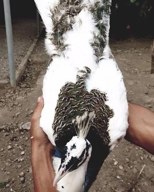  - P--Paunii Silver Pied