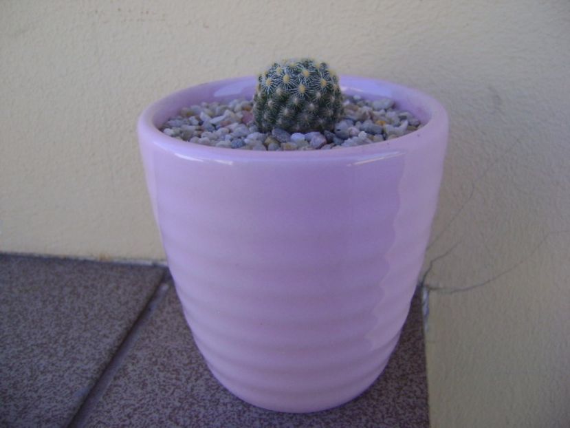Pediocactus knowltonii - Cactusi 2017 bis bis