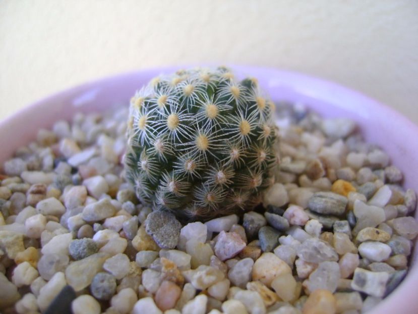 Pediocactus knowltonii - Cactusi 2017 bis bis