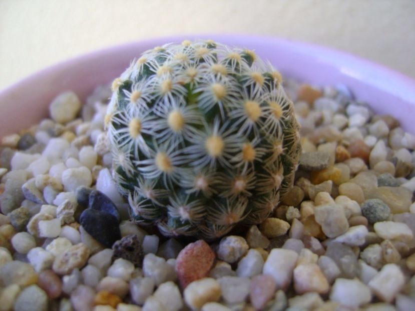 Pediocactus knowltonii - Cactusi 2017 bis bis