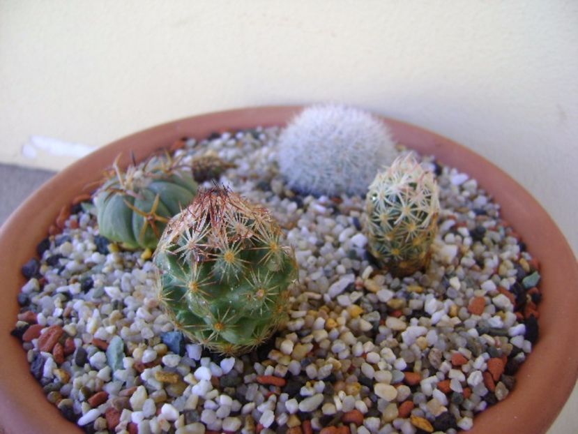 Grup de 4 cactusi - Cactusi 2017 bis bis