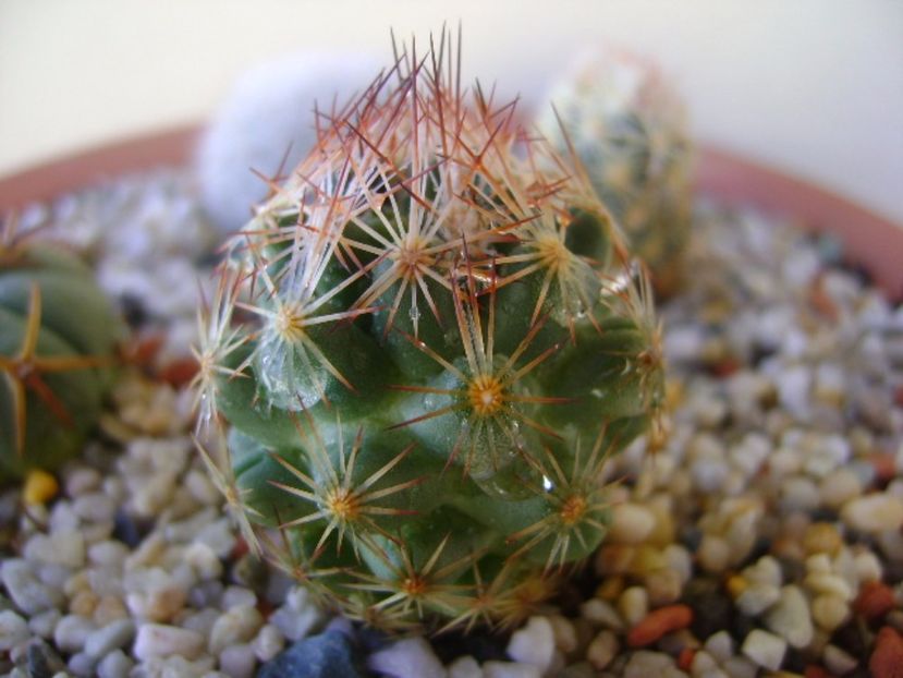 Escobaria hesteri - Cactusi 2017 bis bis