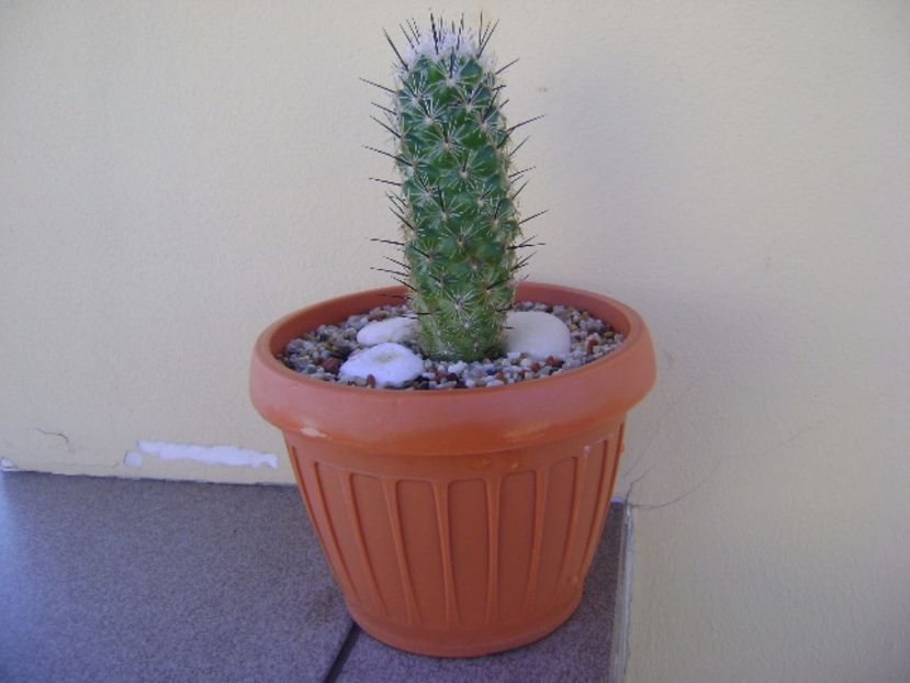 Neolloydia conoidea - Cactusi 2017 bis bis