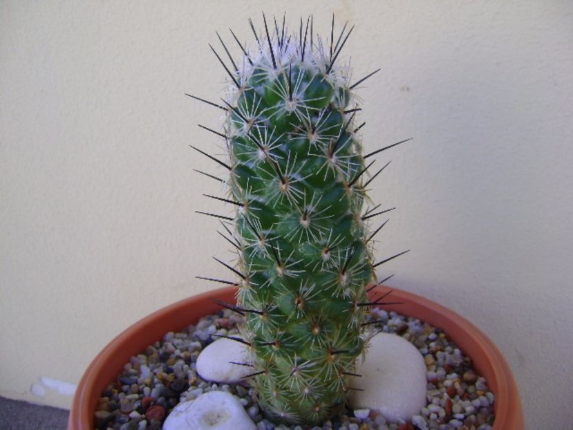 Neolloydia conoidea - Cactusi 2017 bis bis