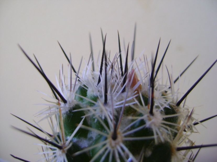 Neolloydia conoidea, boboc - Cactusi 2017 bis bis