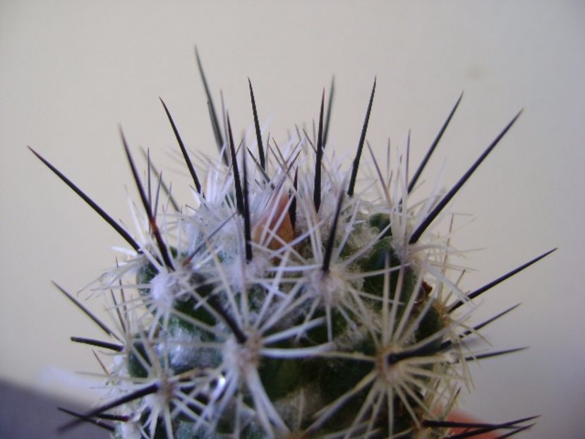 Neolloydia conoidea - Cactusi 2017 bis bis