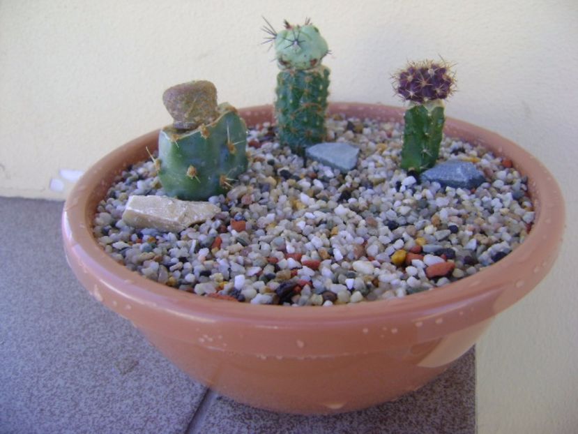 Grup de 3 cactusi altoiti - Cactusi 2017 bis bis