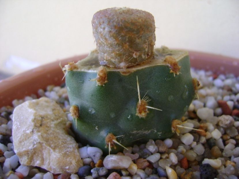 Puna clavarioides (Cylindropuntia clavarioides) - Cactusi 2017 bis bis