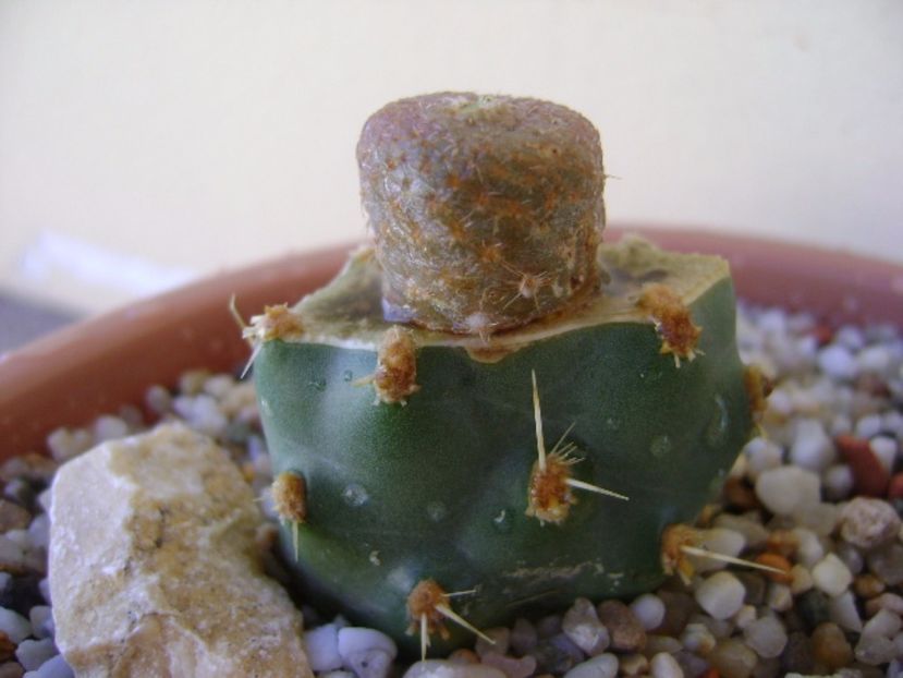 Puna clavarioides (Cylindropuntia clavarioides) - Cactusi 2017 bis bis