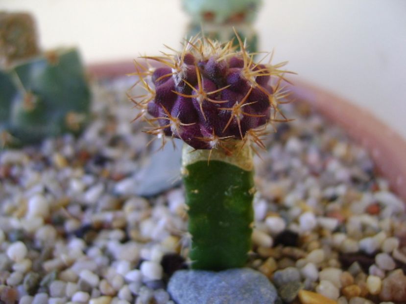 Uebelmania buiningi - Cactusi 2017 bis bis