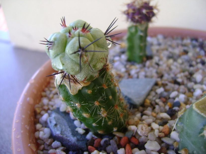 Ortegocactus macdougallii - Cactusi 2017 bis bis