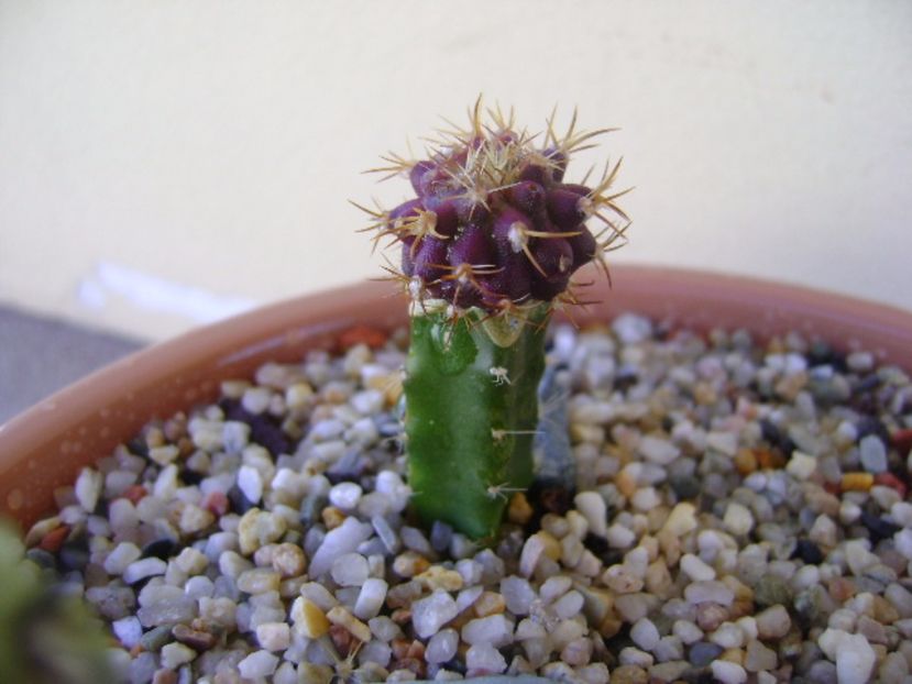 Uebelmania buiningi - Cactusi 2017 bis bis