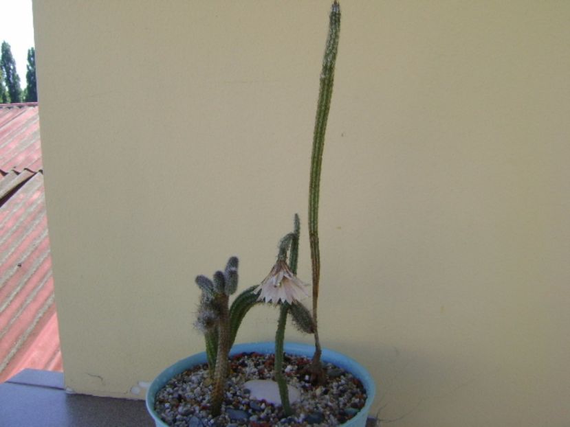 Grup de 4 Wilcoxia - Cactusi 2017 bis bis