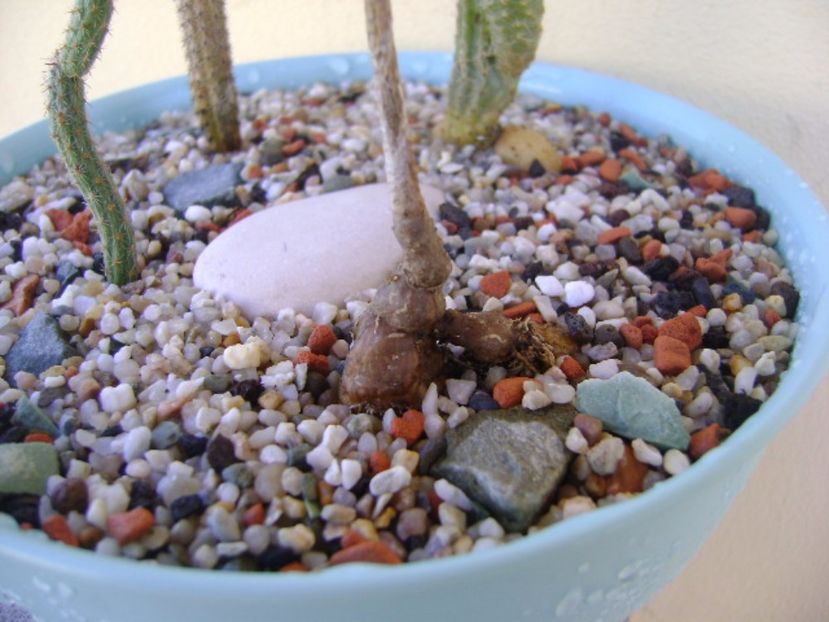 Wilcoxia poselgeri - Cactusi 2017 bis bis