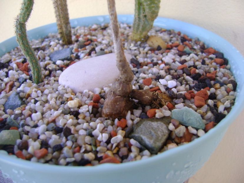 Wilcoxia poselgeri - Cactusi 2017 bis bis