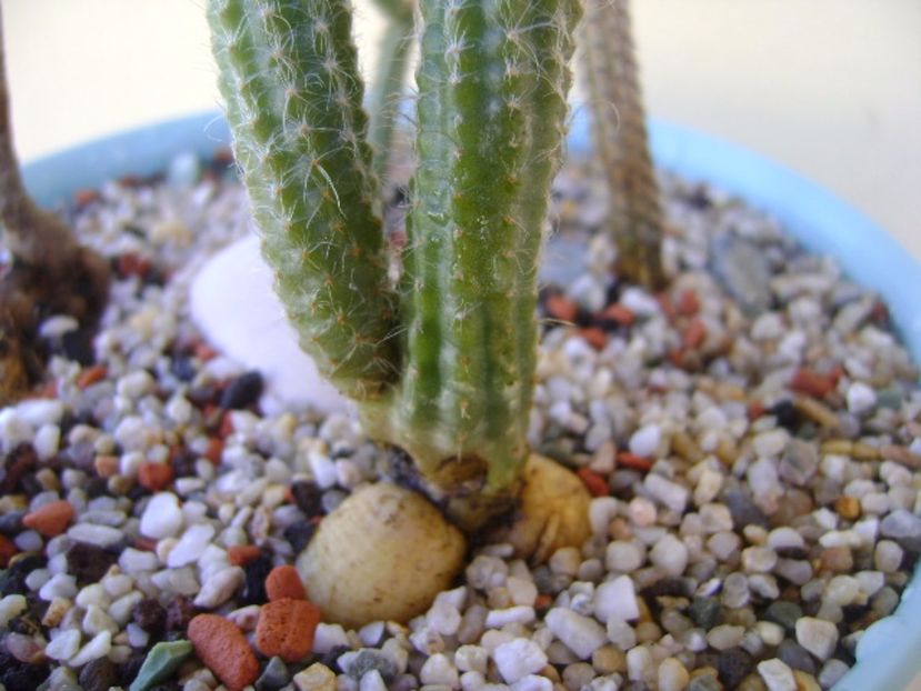 Wilcoxia schmollii - Cactusi 2017 bis bis