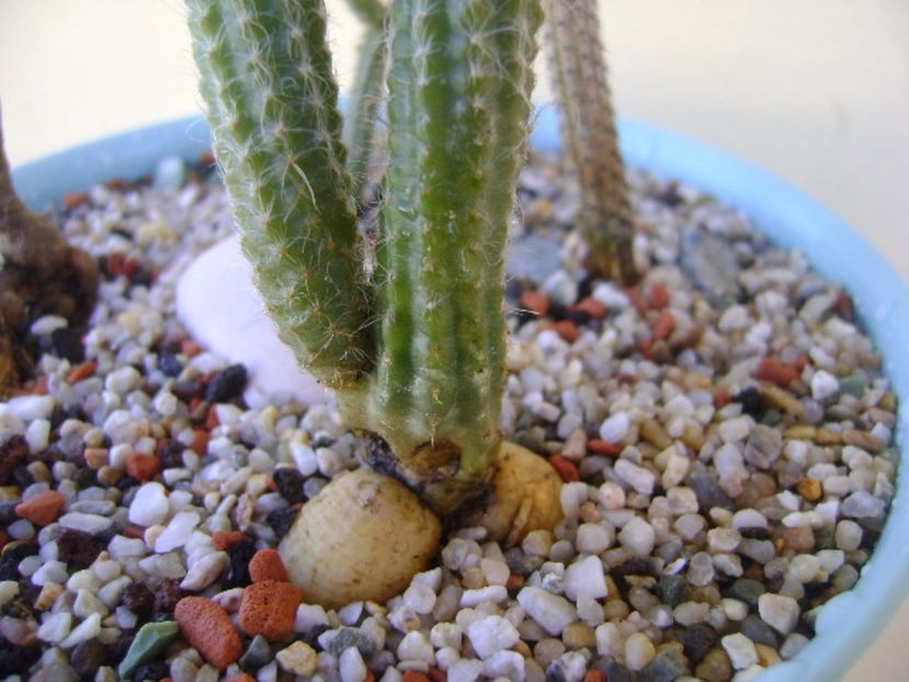 Wilcoxia schmollii - Cactusi 2017 bis bis
