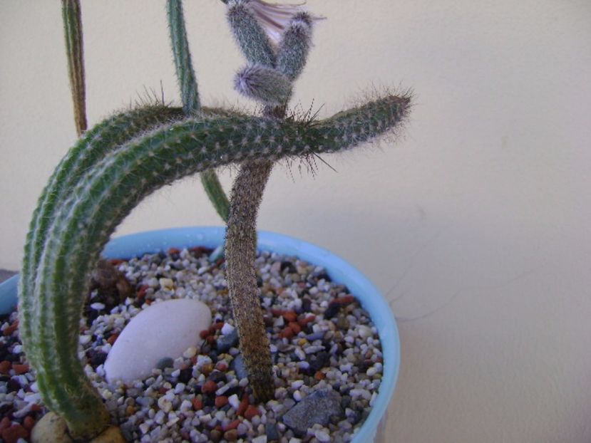 Wilcoxia tamaulipensis - Cactusi 2017 bis bis