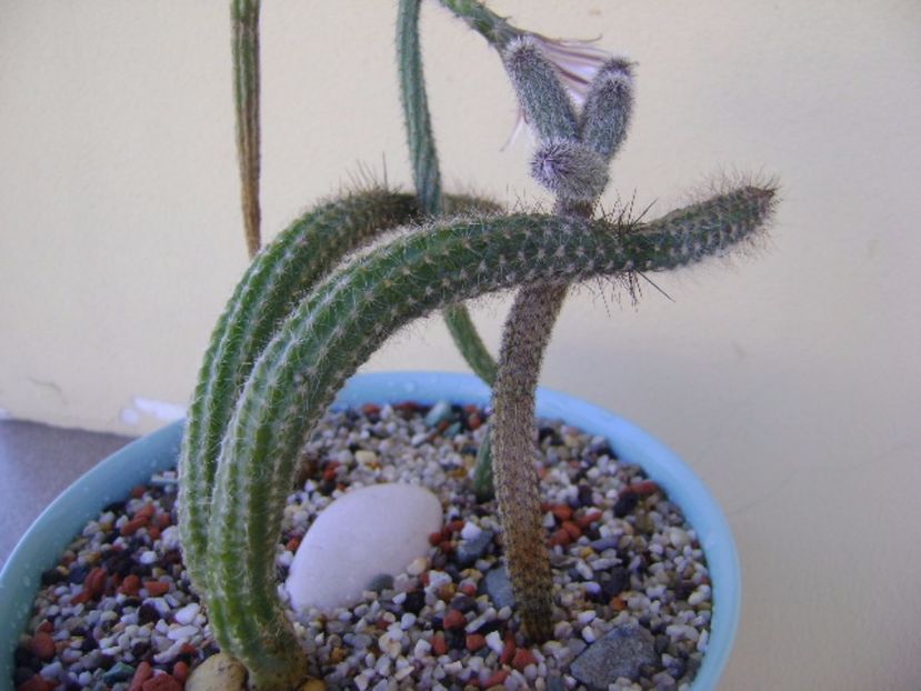 Wilcoxia tamaulipensis - Cactusi 2017 bis bis
