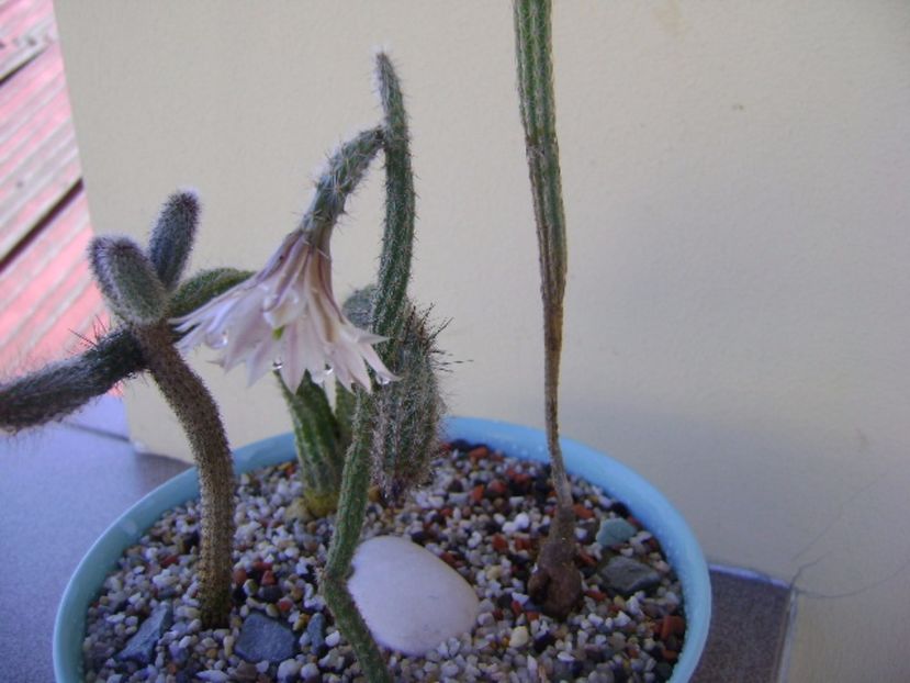 Wilcoxia leucantha albiflora - Cactusi 2017 bis bis