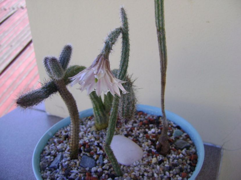 Wilcoxia leucantha albiflora - Cactusi 2017 bis bis