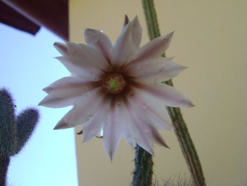 Wilcoxia leucantha albiflora - Cactusi 2017 bis bis