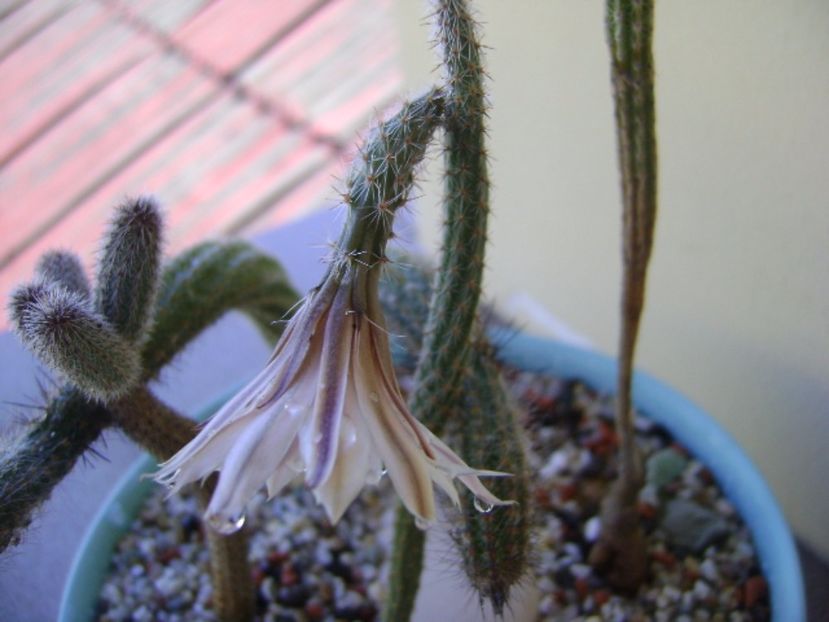Wilcoxia leucantha albiflora - Cactusi 2017 bis bis