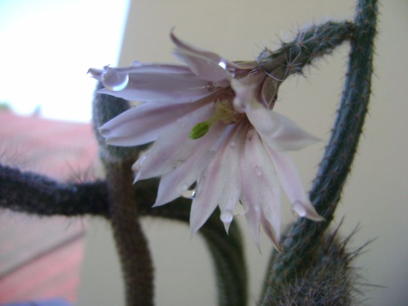 Wilcoxia leucantha albiflora - Cactusi 2017 bis bis
