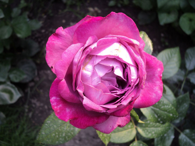 29 iun 2017,prima floare dupa mutare... - Blue River