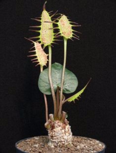 Dorstenia barnimiana - Whish list pentru viata urmatoare1
