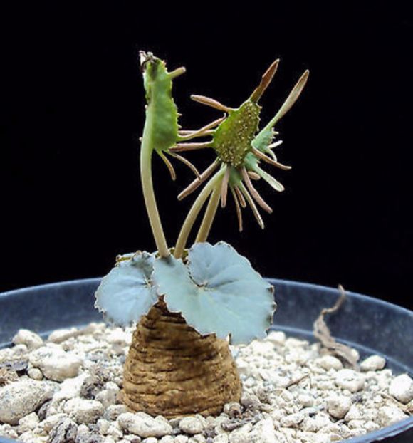 Dorstenia barnimiana - Whish list pentru viata urmatoare1