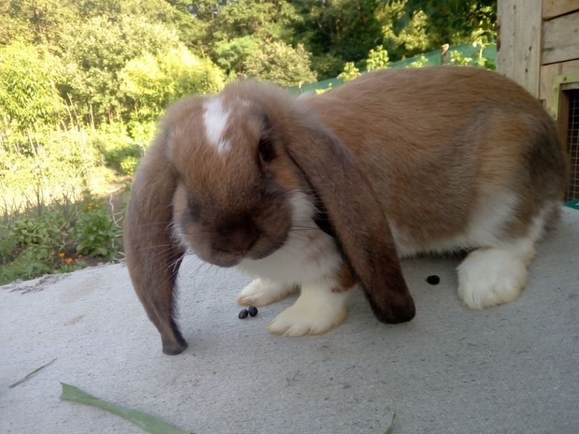  - ARHIVA IEPURI ce am avut câteva exemplare