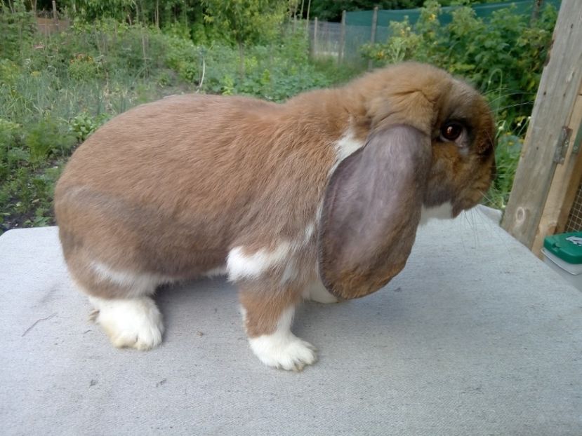  - ARHIVA IEPURI ce am avut câteva exemplare