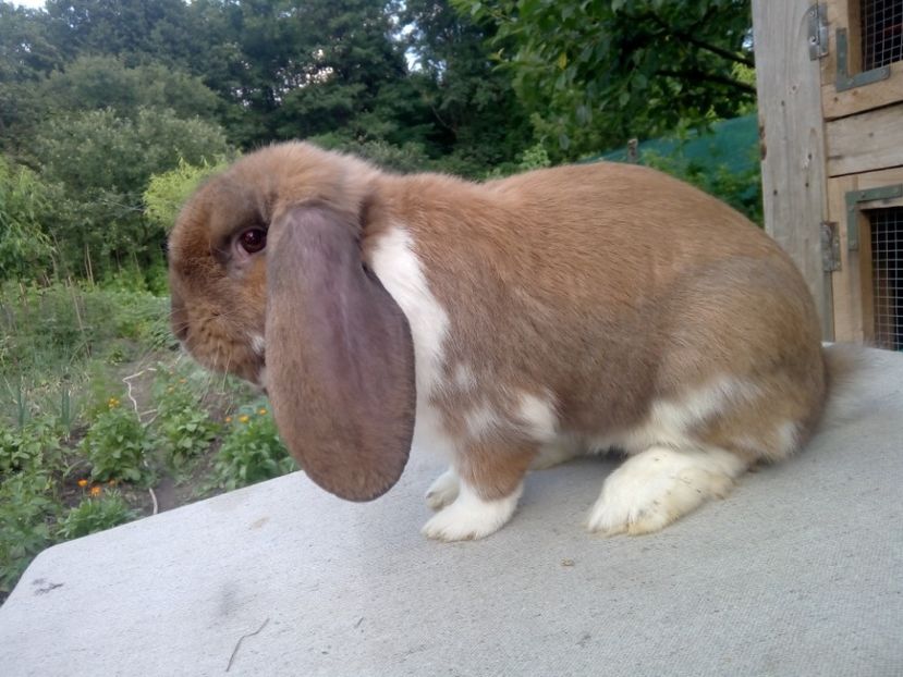  - ARHIVA IEPURI ce am avut câteva exemplare