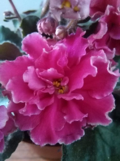 Ian Nariadnaia - 1-A-Violete 2017