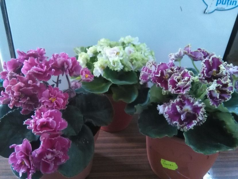 Ian Nariadnaia,Le Dendy si Le Chantal - 1-A-Violete 2017