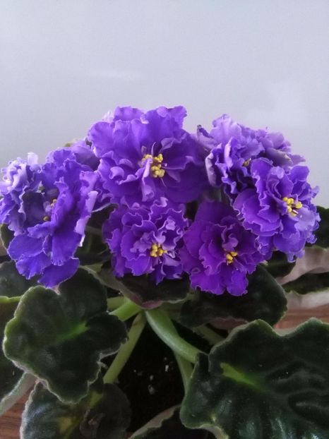  - 1-A-Violete 2017