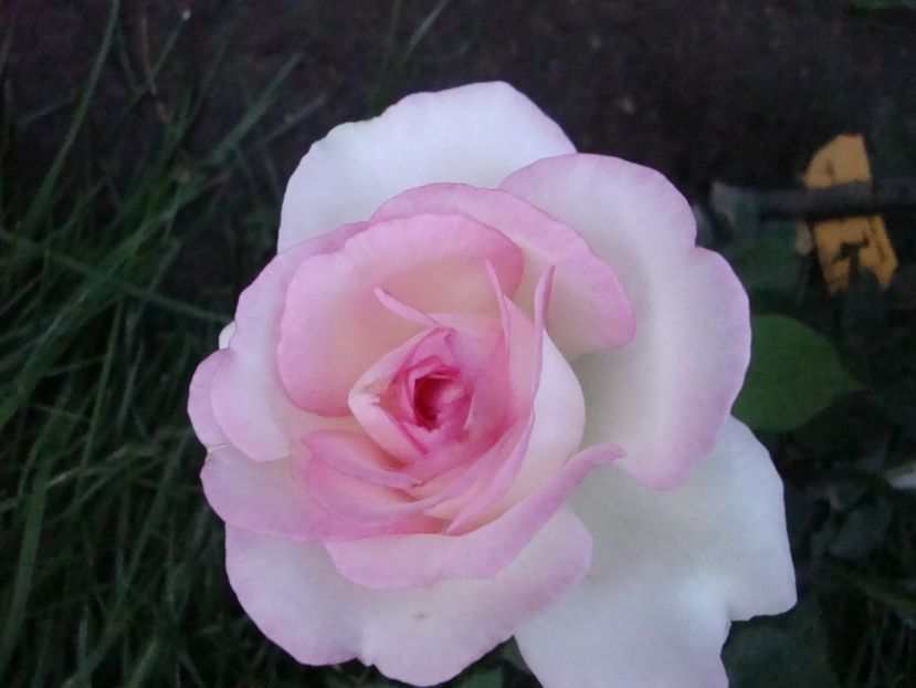  - Biedermeier Garden