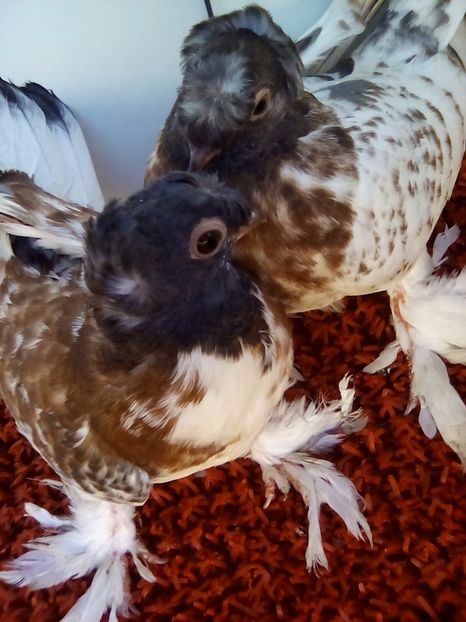 Capi albastri - Pui 2017