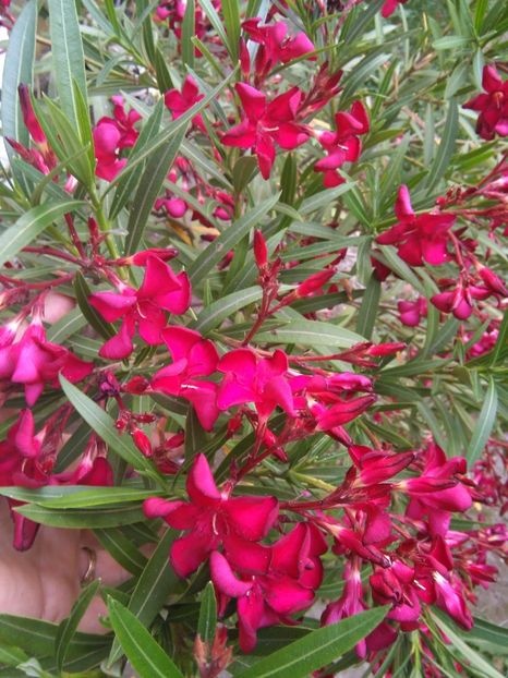 Petitte Red - A-Flori 2017