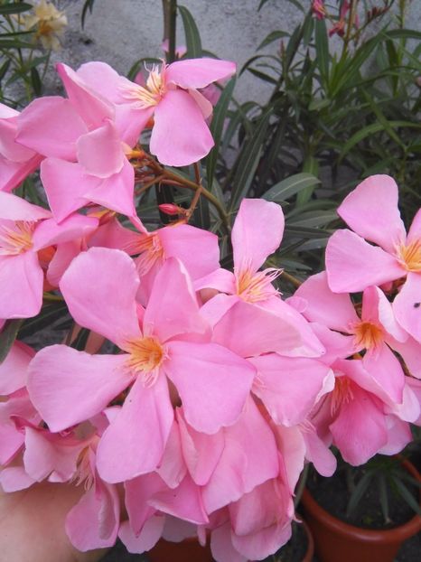 Somon floare mare - A-Flori 2017