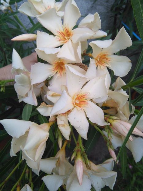 Angiolo Pucci - A-Flori 2017