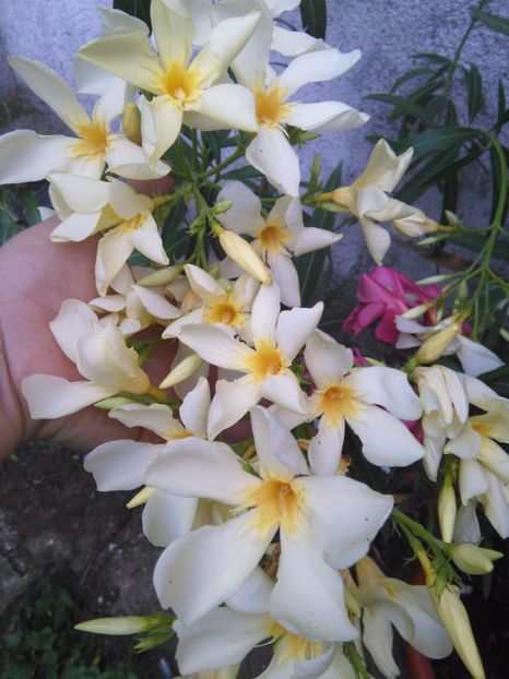 Maria Gambetta - A-Flori 2017