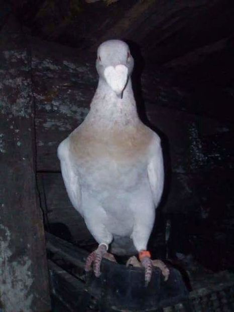 received_215079355655164 - PUI 2017