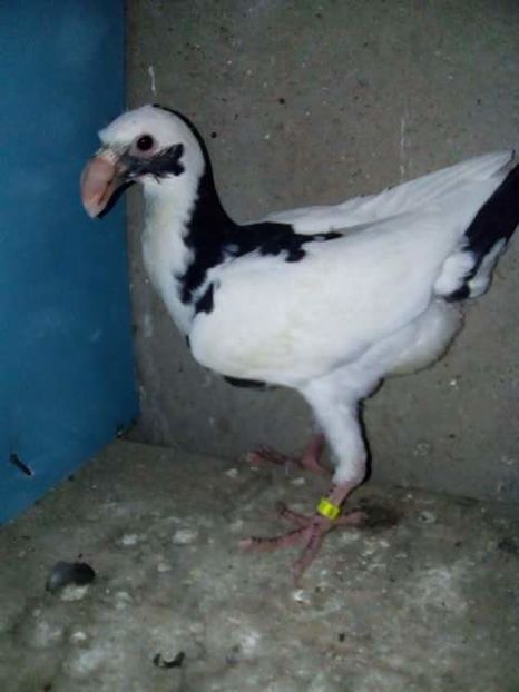 received_1862016094124846 - PUI 2017