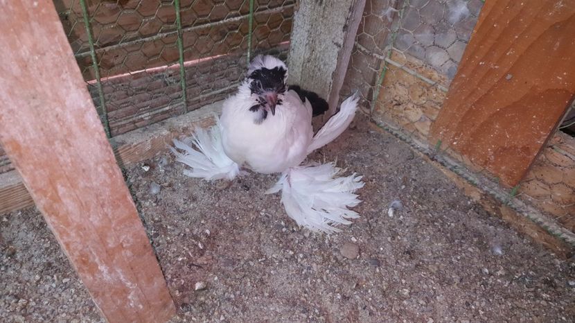 2017-06-30 13.20.37 - B--PUI